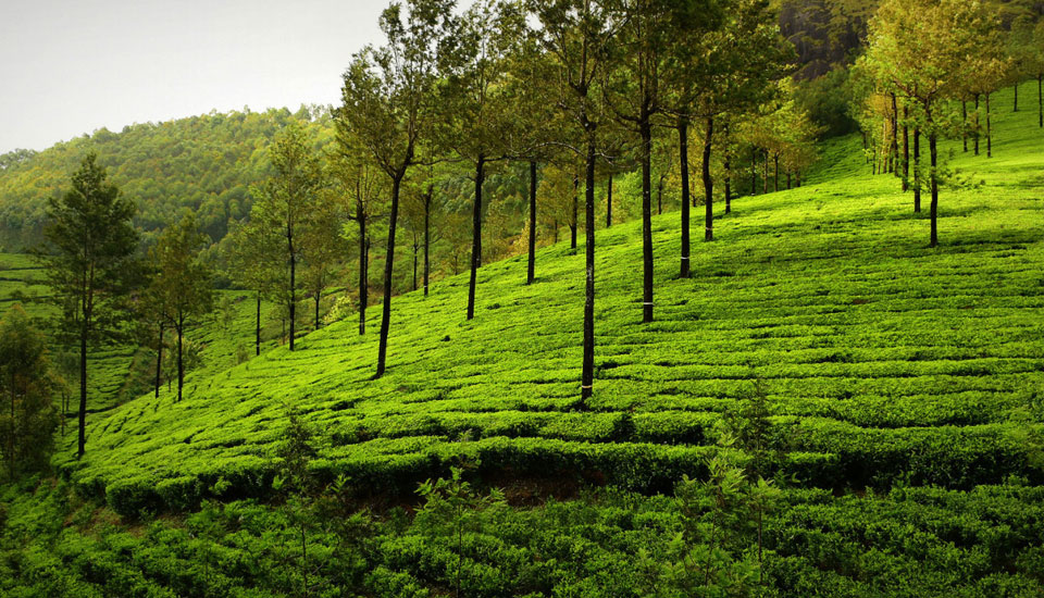 best stay in vagamon