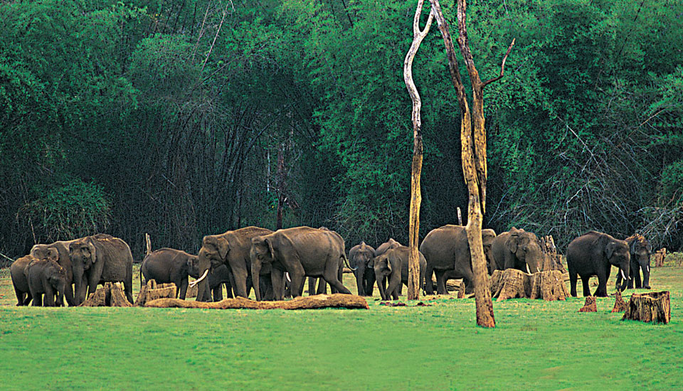 kerala best hotels